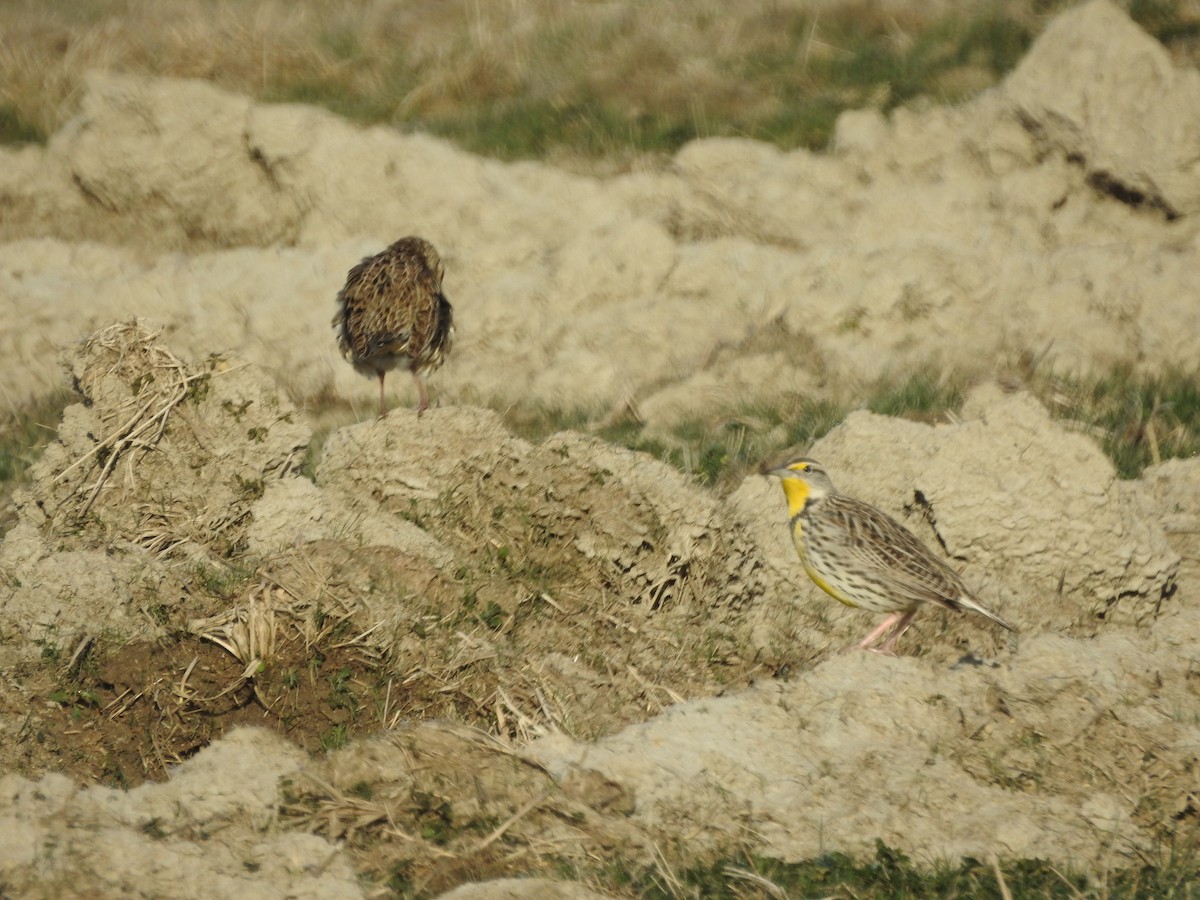 Western Meadowlark - Peter Erickson