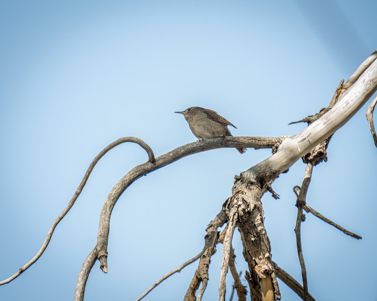 House Wren - ML620710679