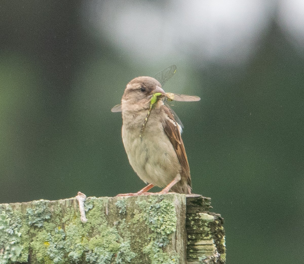 House Sparrow - ML620710683