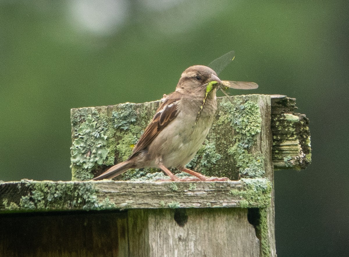 House Sparrow - ML620710684