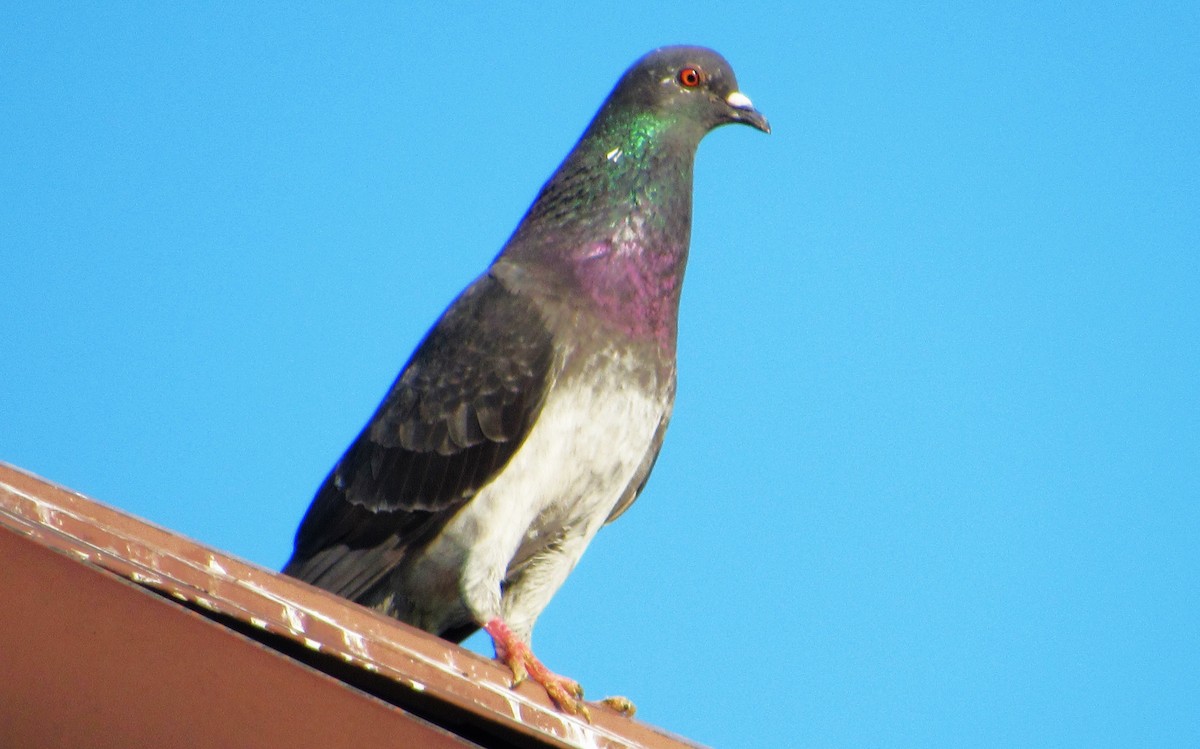 Rock Pigeon (Feral Pigeon) - ML620710693