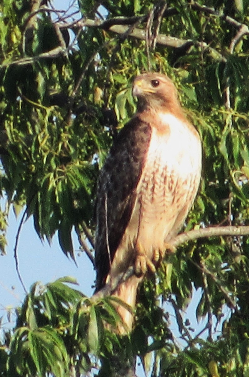 Red-tailed Hawk - ML620710702