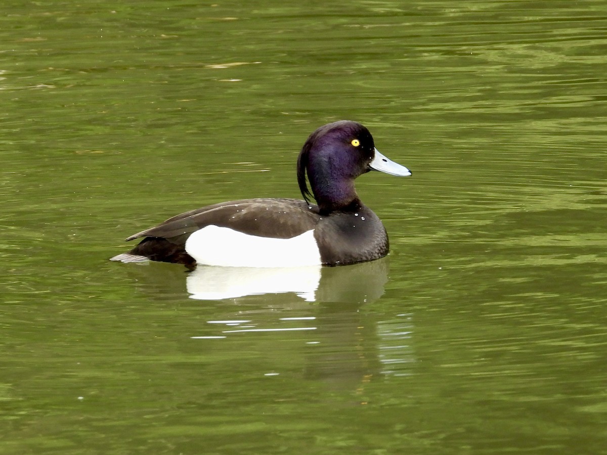 鳳頭潛鴨 - ML620710706