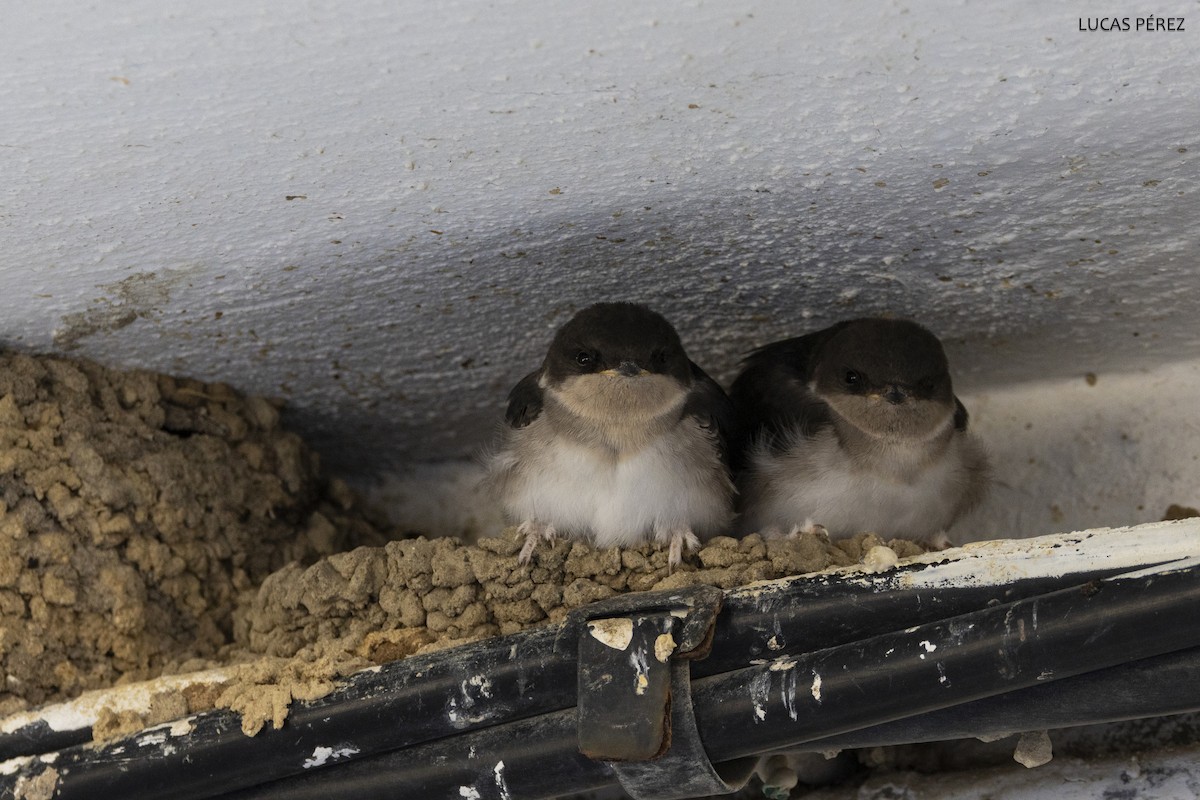 Western House-Martin - ML620710708