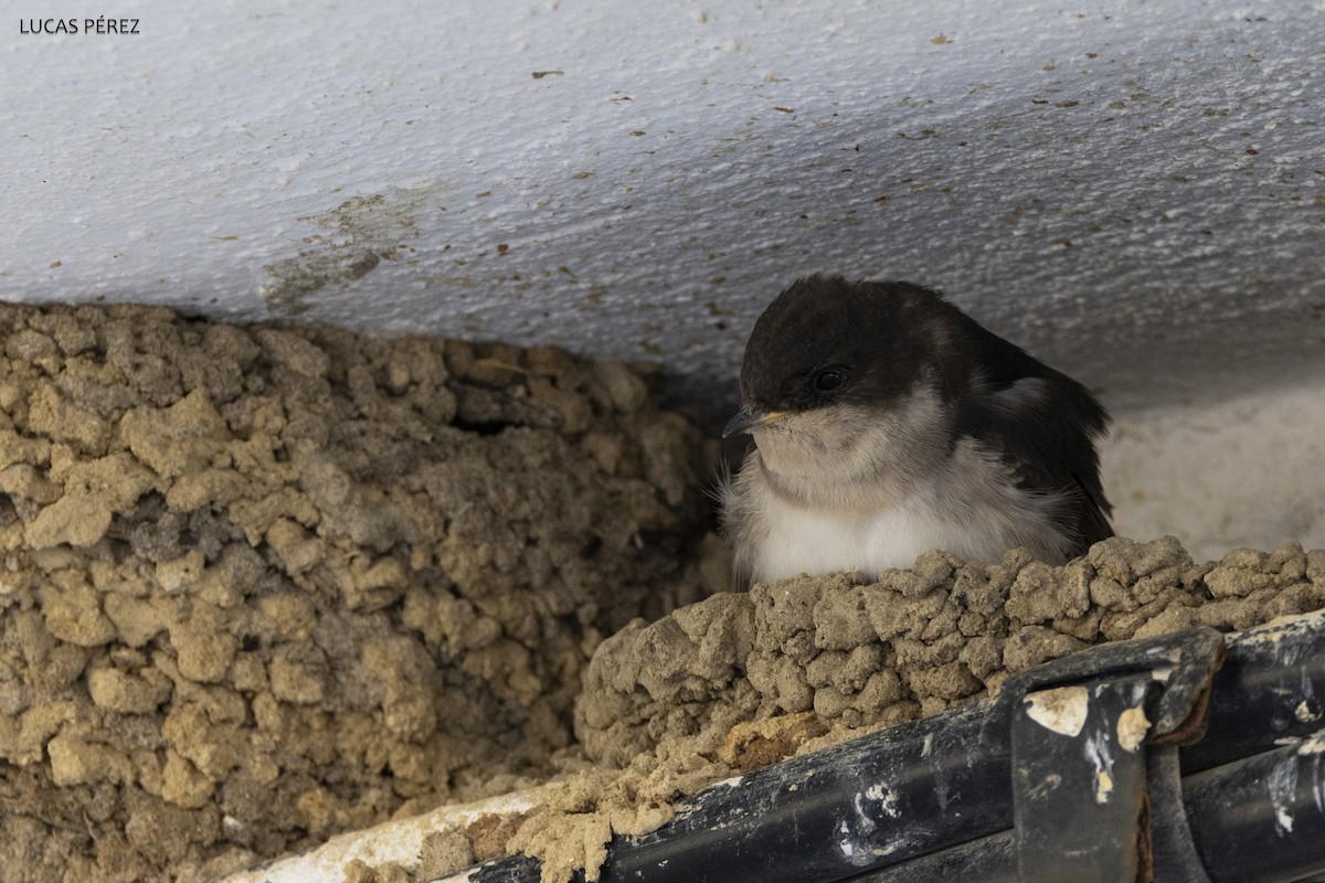 Western House-Martin - ML620710709