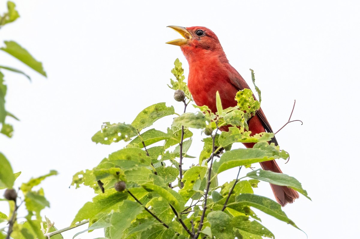 Summer Tanager - ML620710710