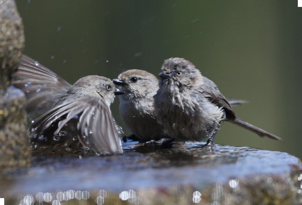 Bushtit - ML620710712