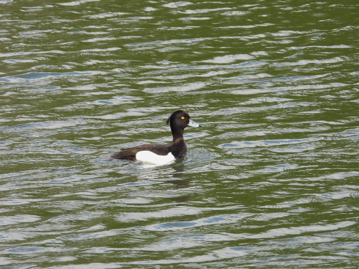 Tufted Duck - ML620710713