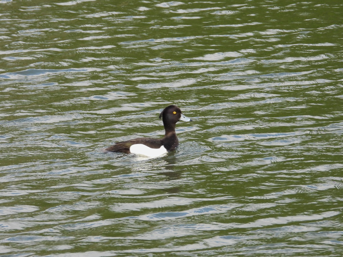 鳳頭潛鴨 - ML620710713