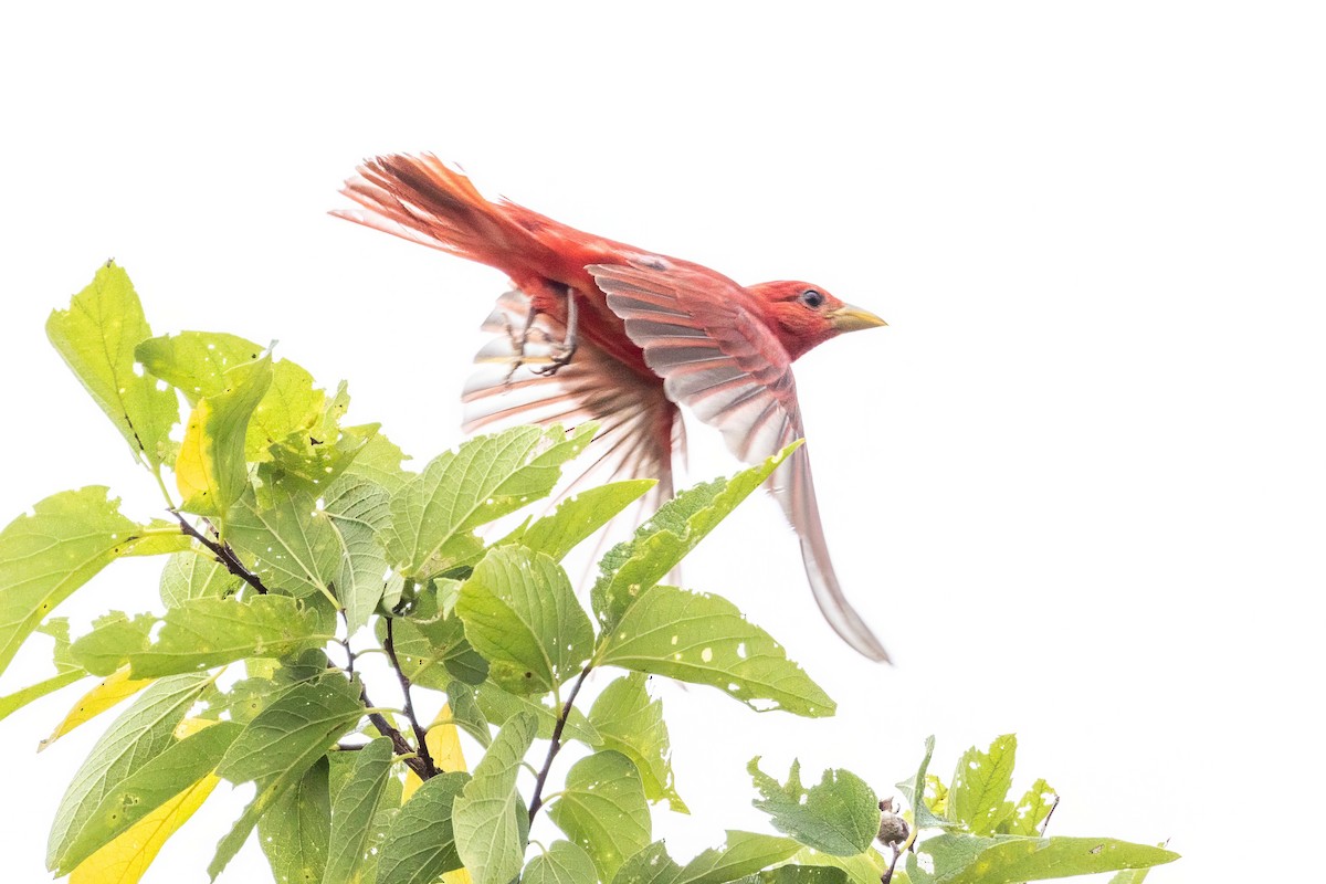 Summer Tanager - ML620710718