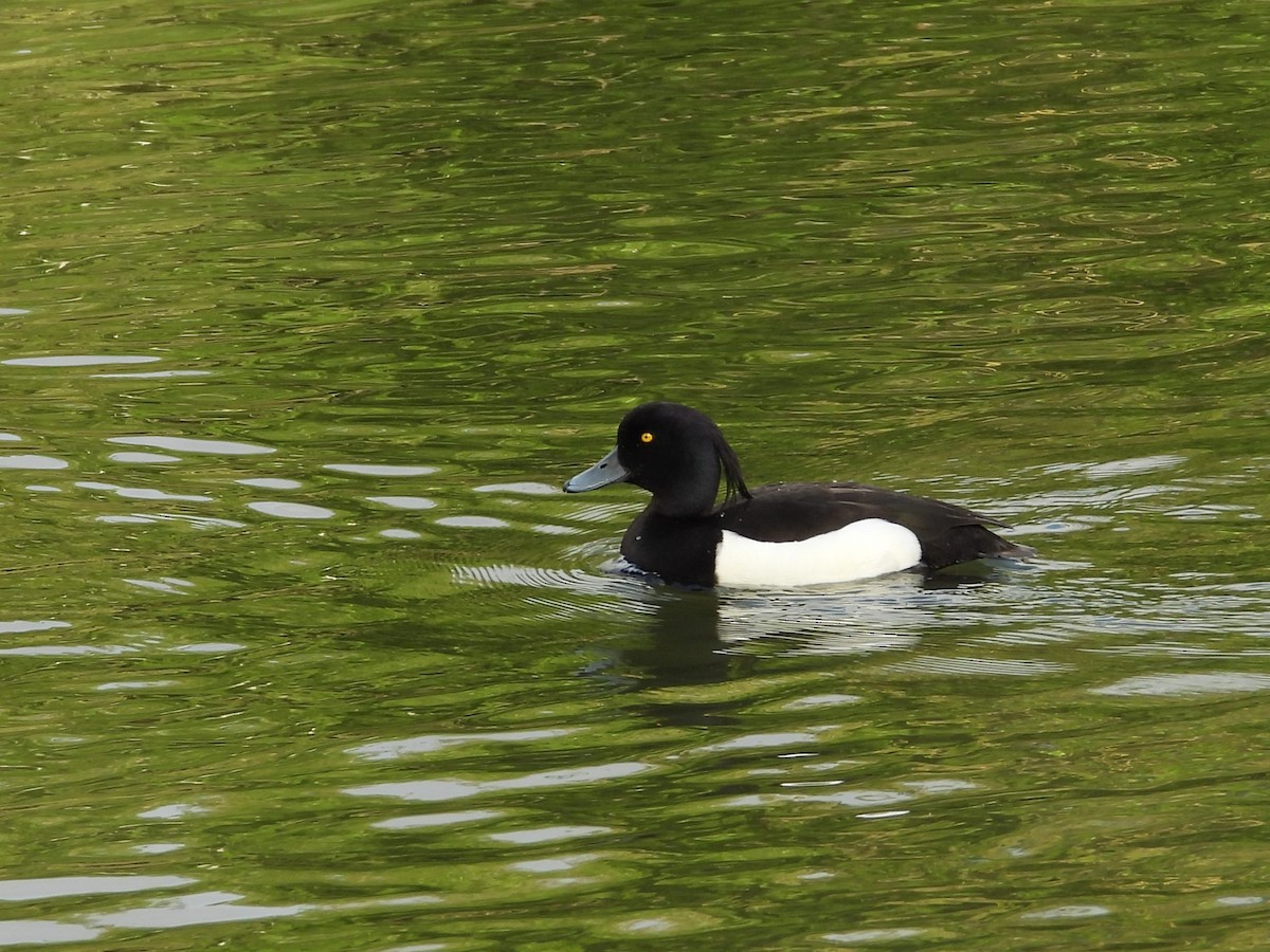 Tufted Duck - ML620710719