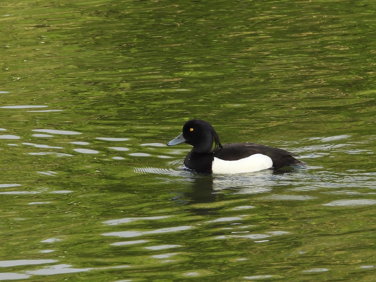 鳳頭潛鴨 - ML620710719