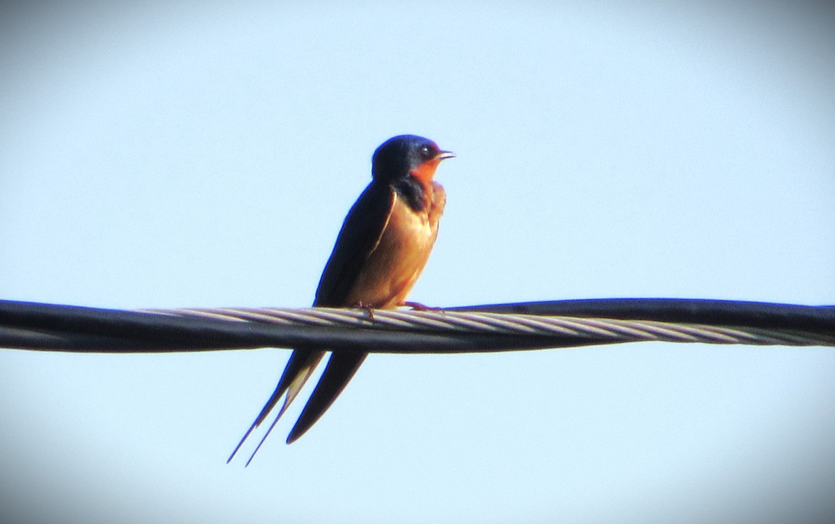 Barn Swallow - ML620710720