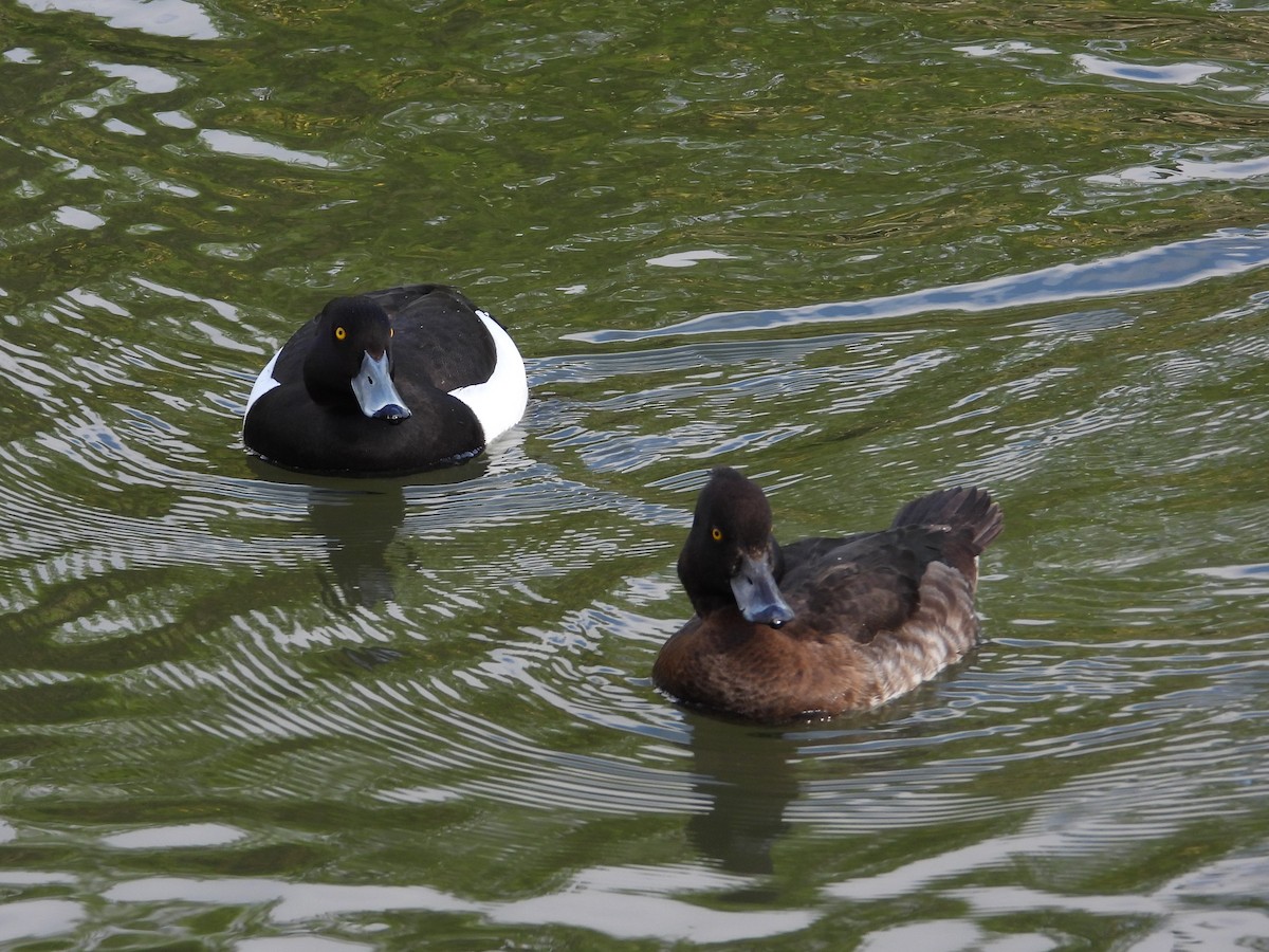 鳳頭潛鴨 - ML620710722