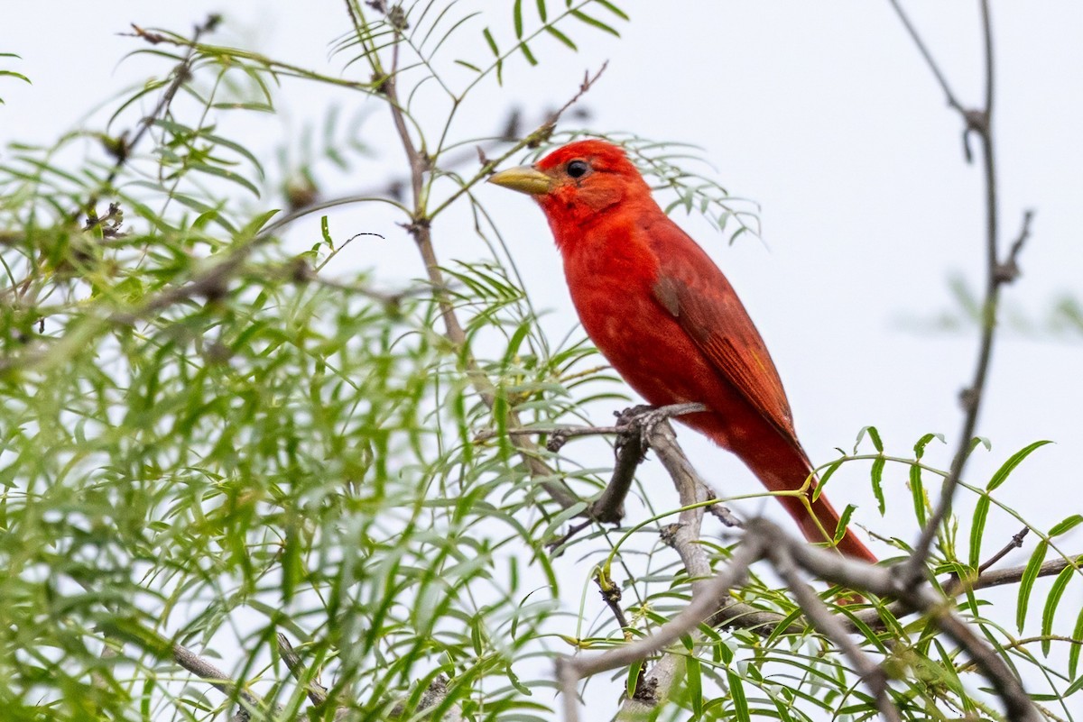 Summer Tanager - ML620710724