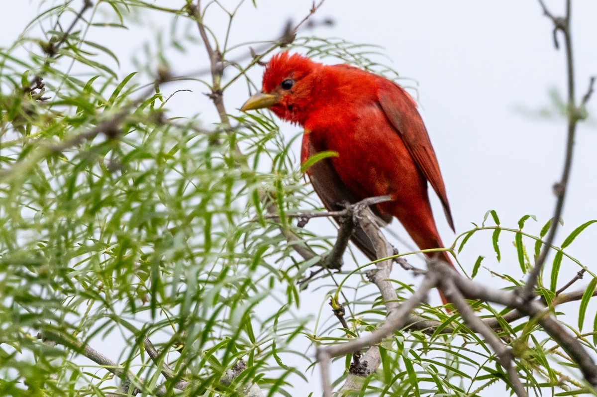 Summer Tanager - ML620710730