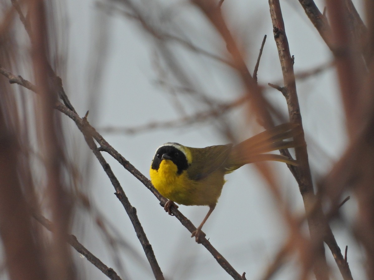 Paruline masquée (groupe melanops) - ML620710732