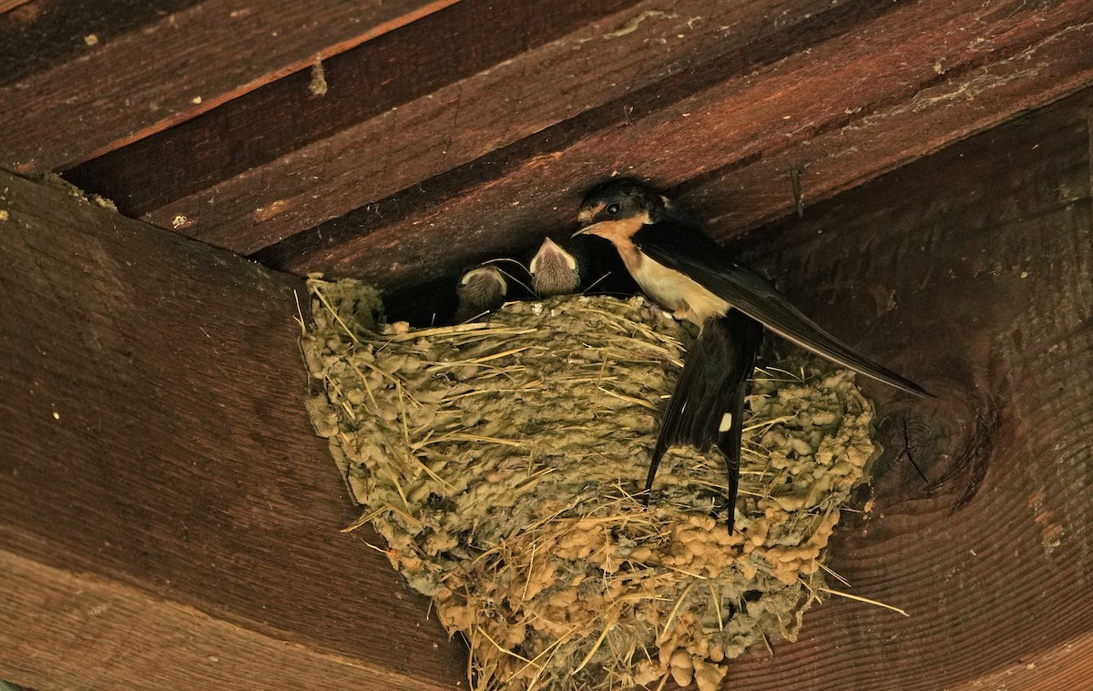 Barn Swallow (American) - ML620710737
