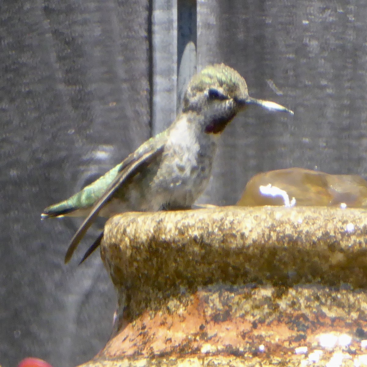 Anna's Hummingbird - Anonymous