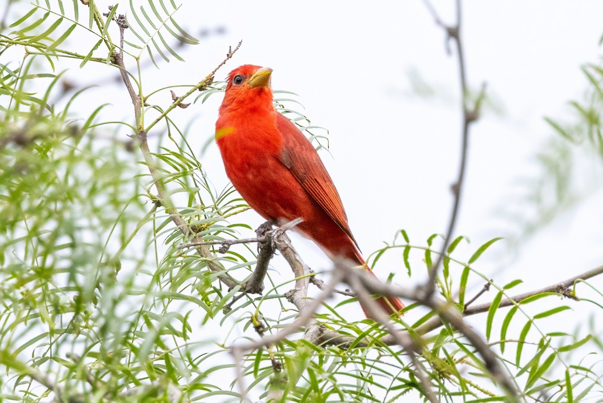 Summer Tanager - Sandy & Bob Sipe