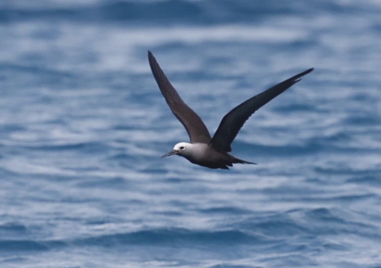 Lesser Noddy - ML620710743