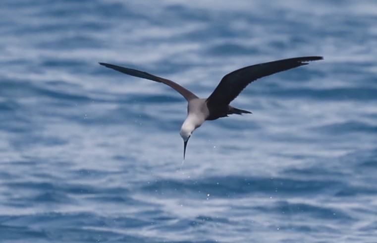 Lesser Noddy - ML620710744