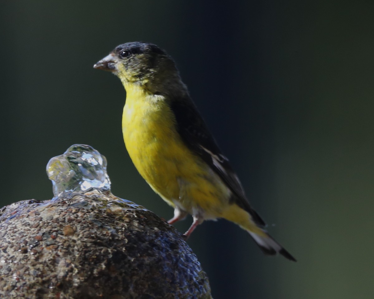 Lesser Goldfinch - ML620710746