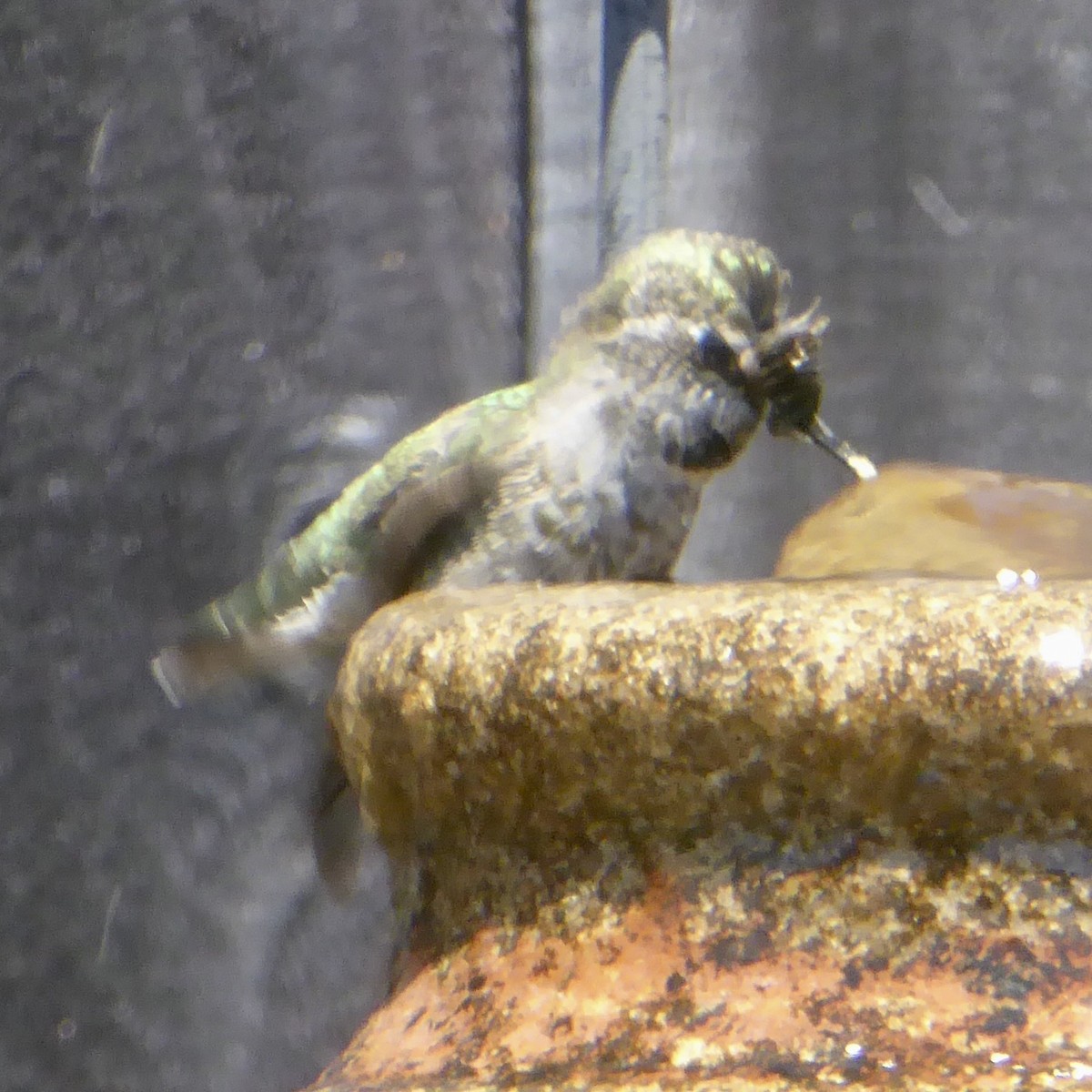 Anna's Hummingbird - ML620710747