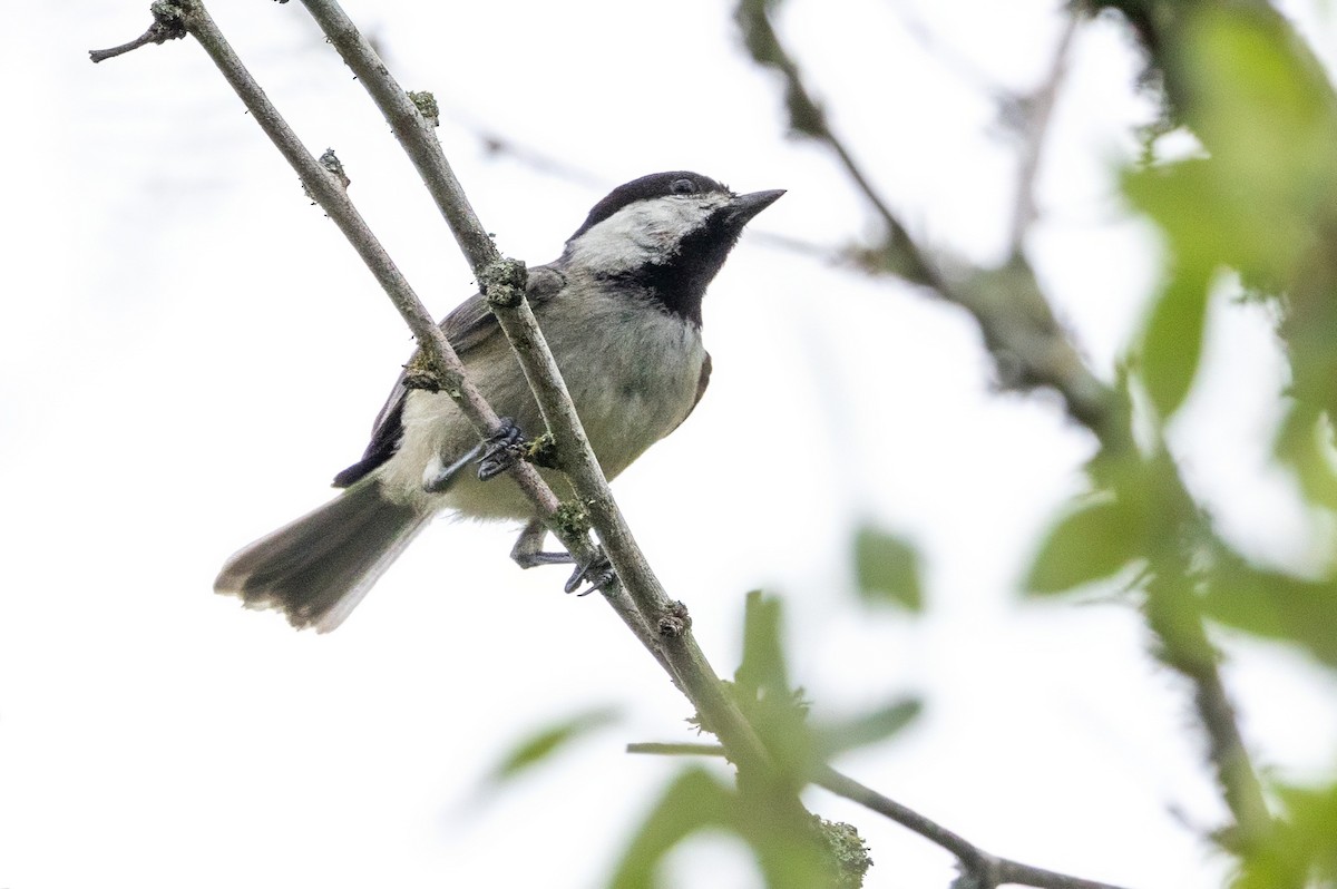 Carolina Chickadee - ML620710749