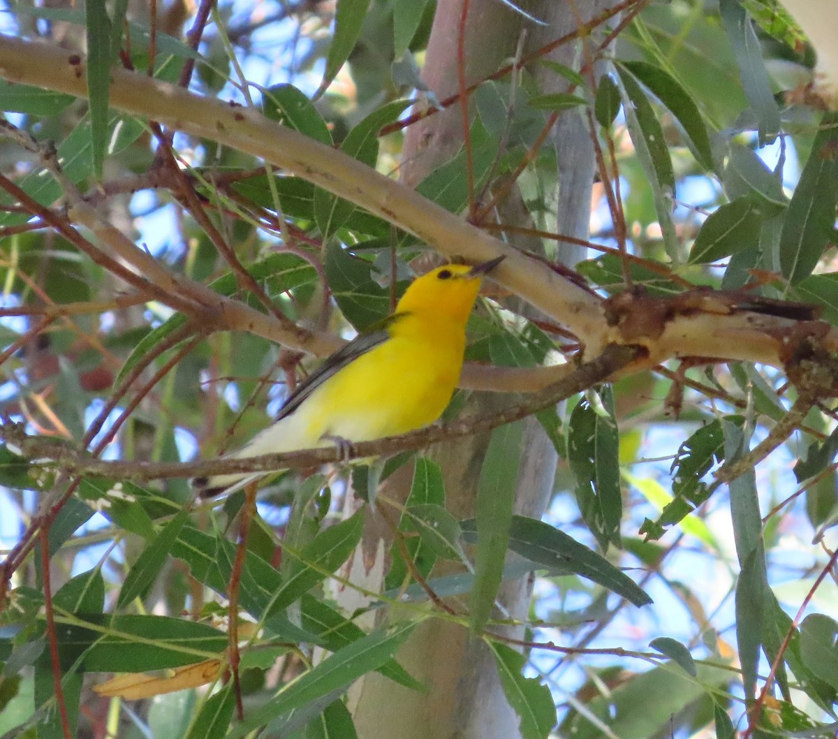 Prothonotary Warbler - ML620710751