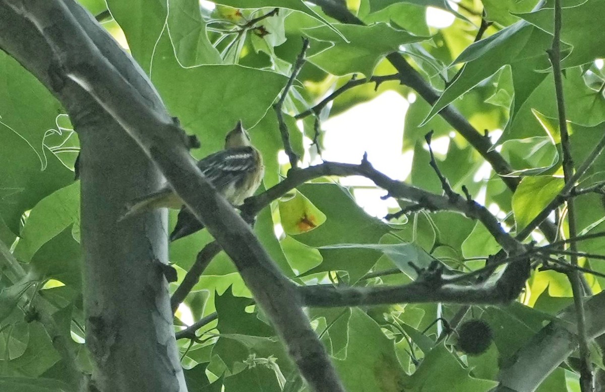 Baltimore Oriole - ML620710752