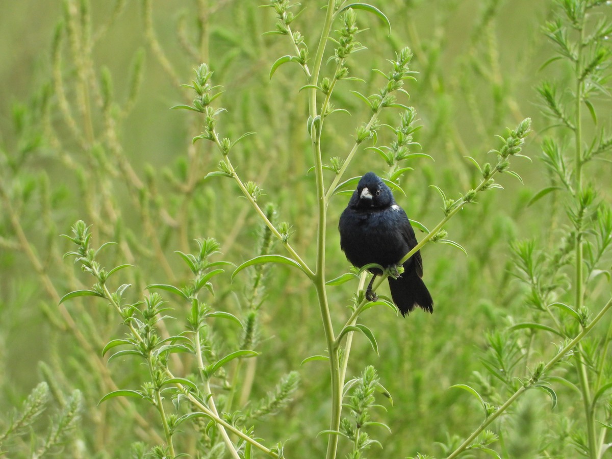 Blue-black Grassquit - ML620710753