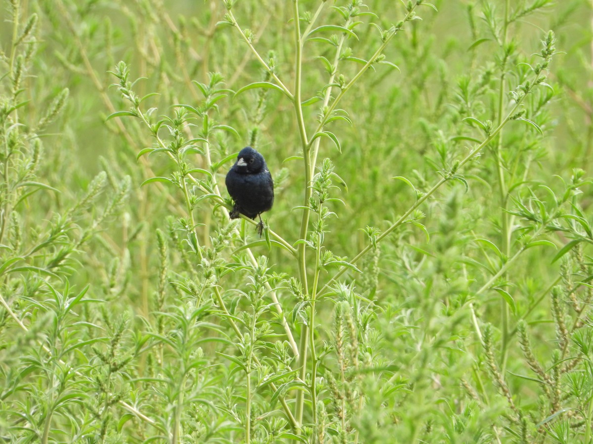 Blue-black Grassquit - ML620710754