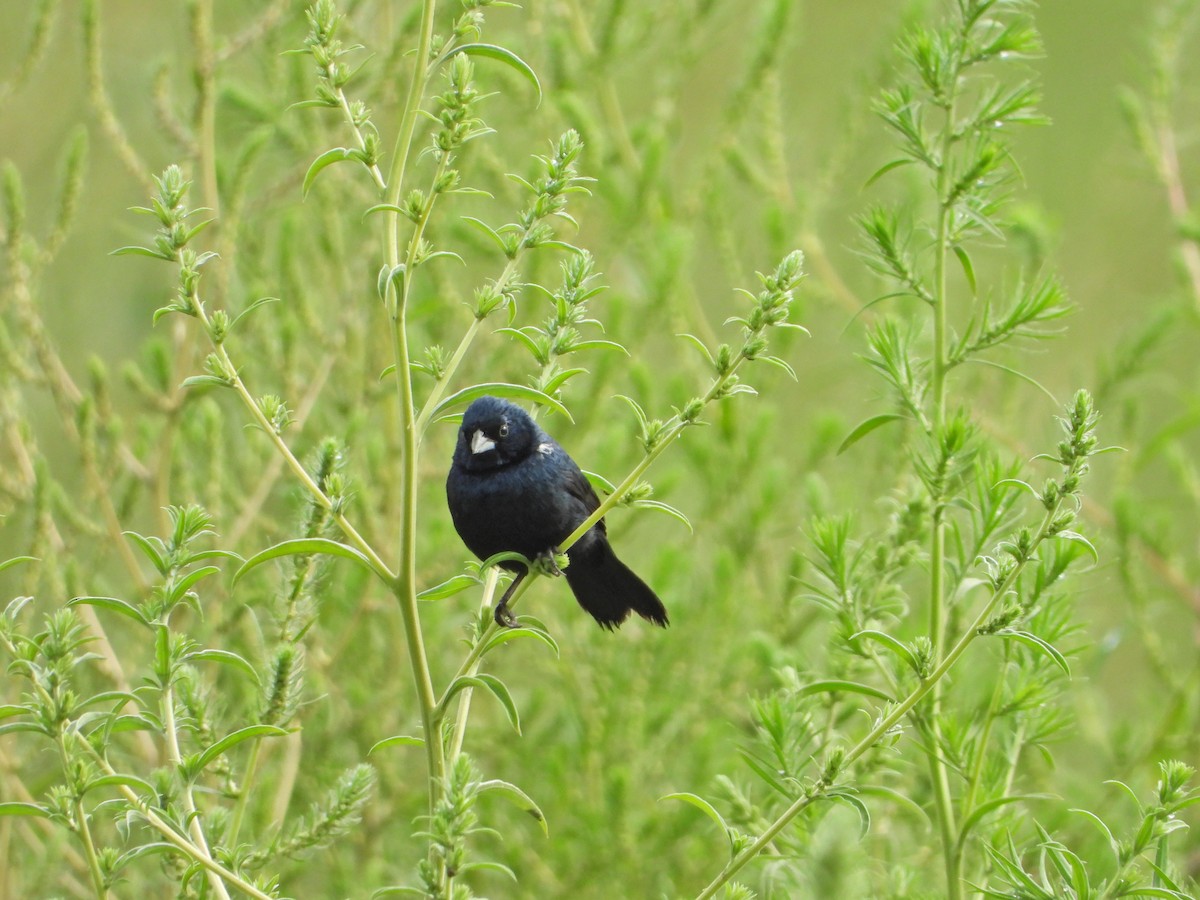 Blue-black Grassquit - ML620710755