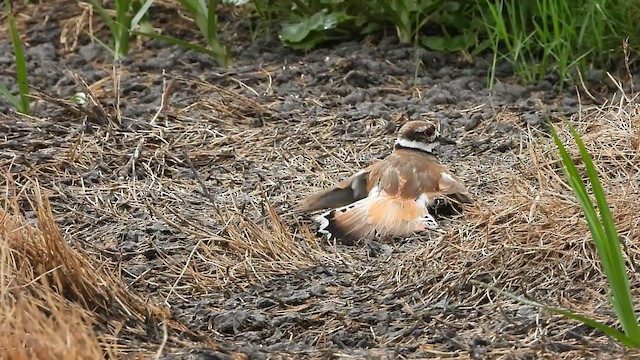 Killdeer - ML620710758