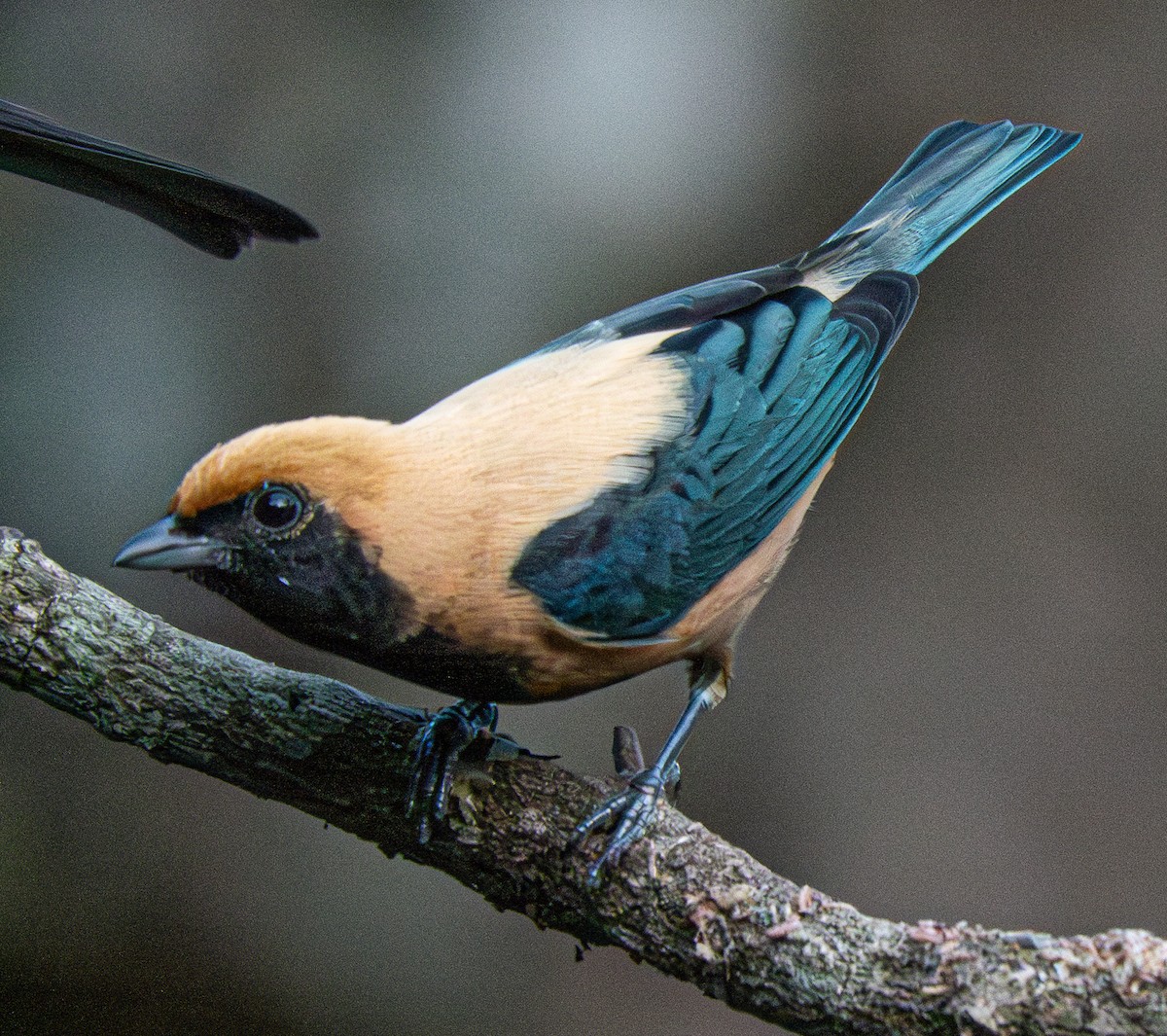 Burnished-buff Tanager - ML620710760