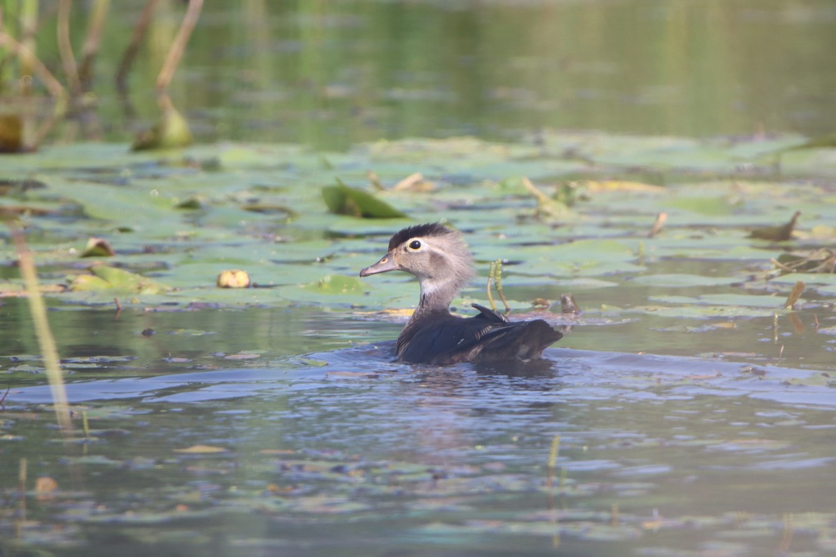 Wood Duck - ML620710765