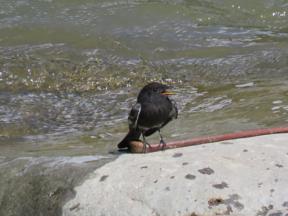 Black Phoebe (White-winged) - ML620710766