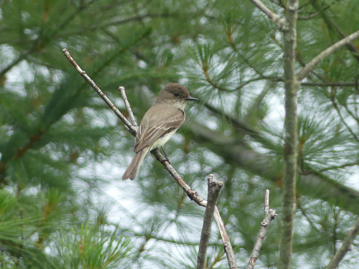 Eastern Phoebe - ML620710767