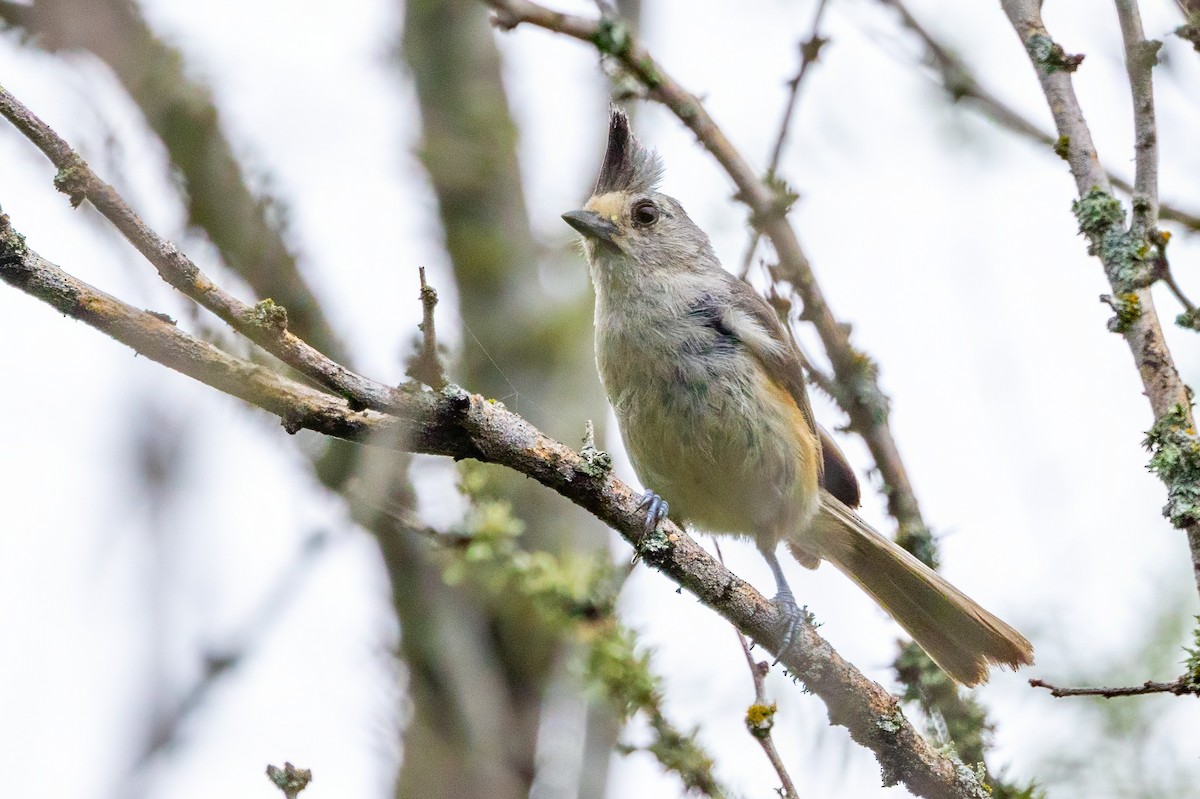 Black-crested Titmouse - ML620710773