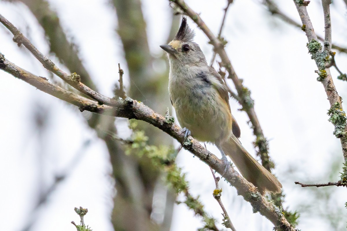 Black-crested Titmouse - ML620710774