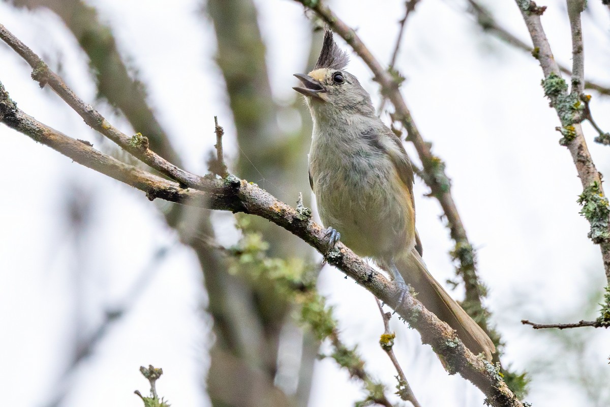 Black-crested Titmouse - ML620710775