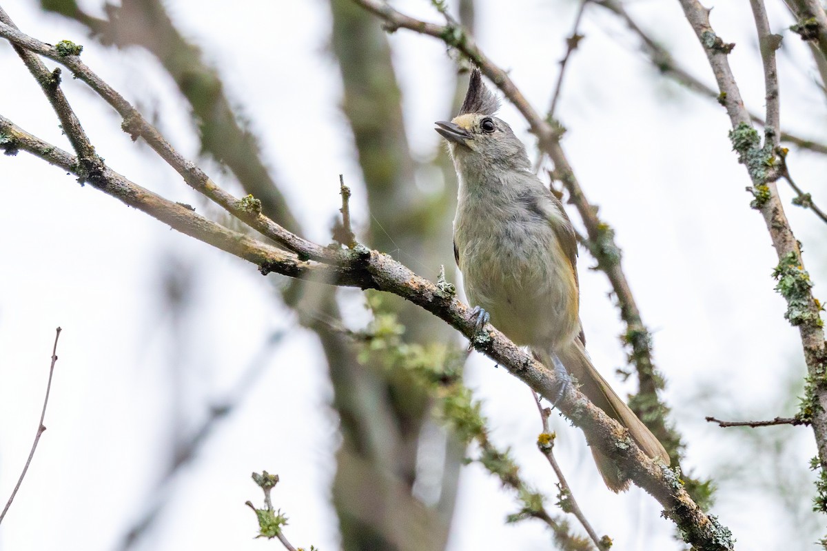 Black-crested Titmouse - ML620710776