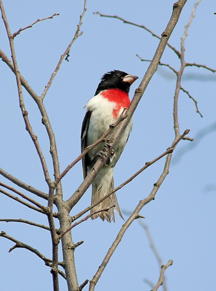 Rose-breasted Grosbeak - ML620710784