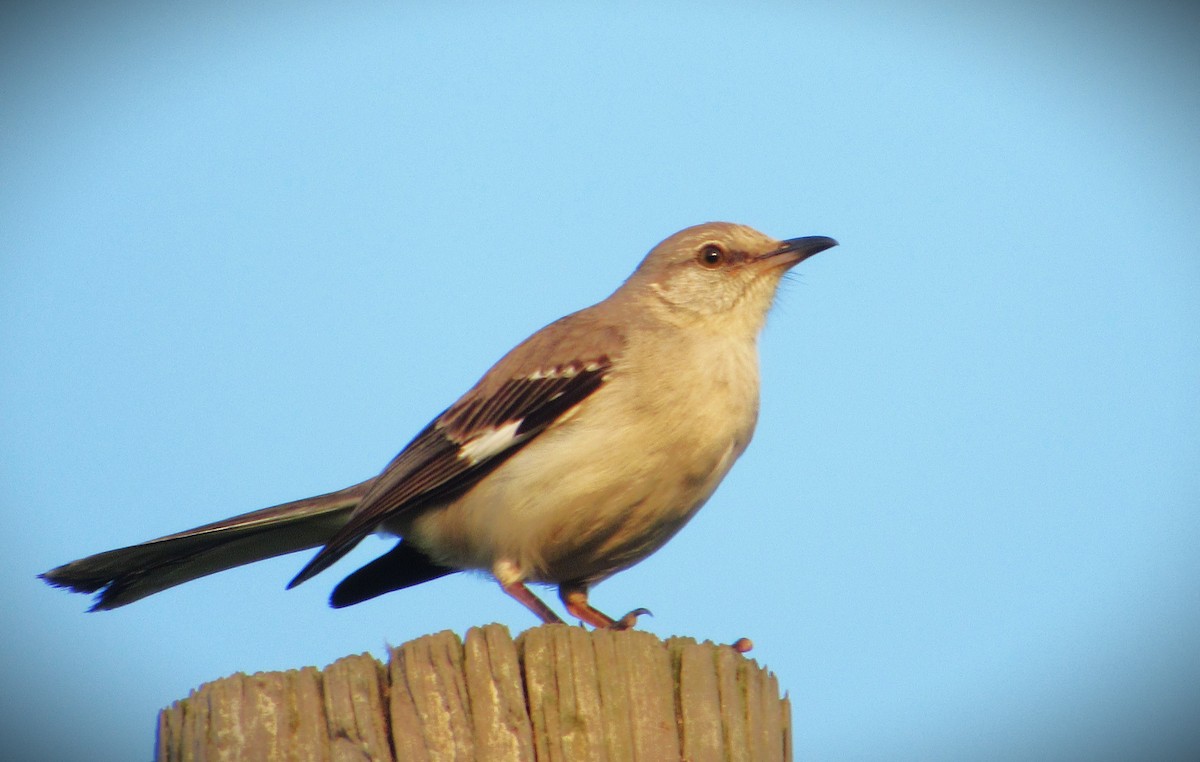 Northern Mockingbird - ML620710785