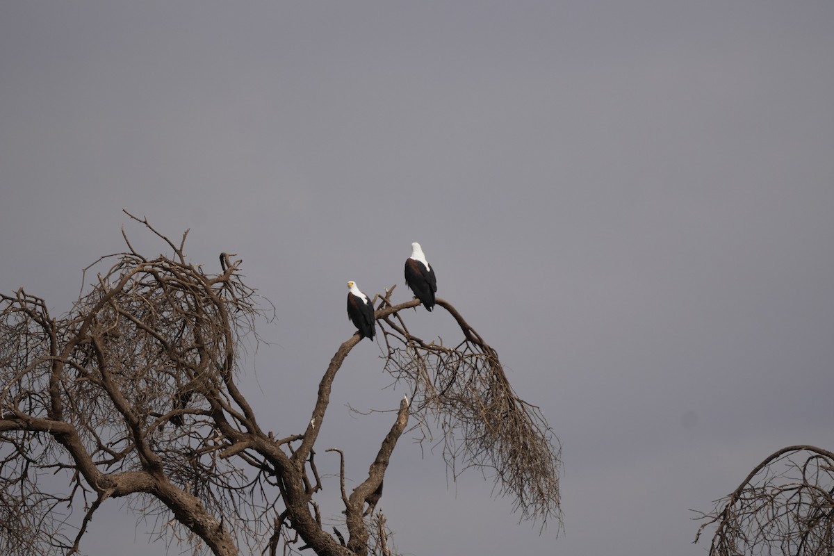 African Fish-Eagle - ML620710788
