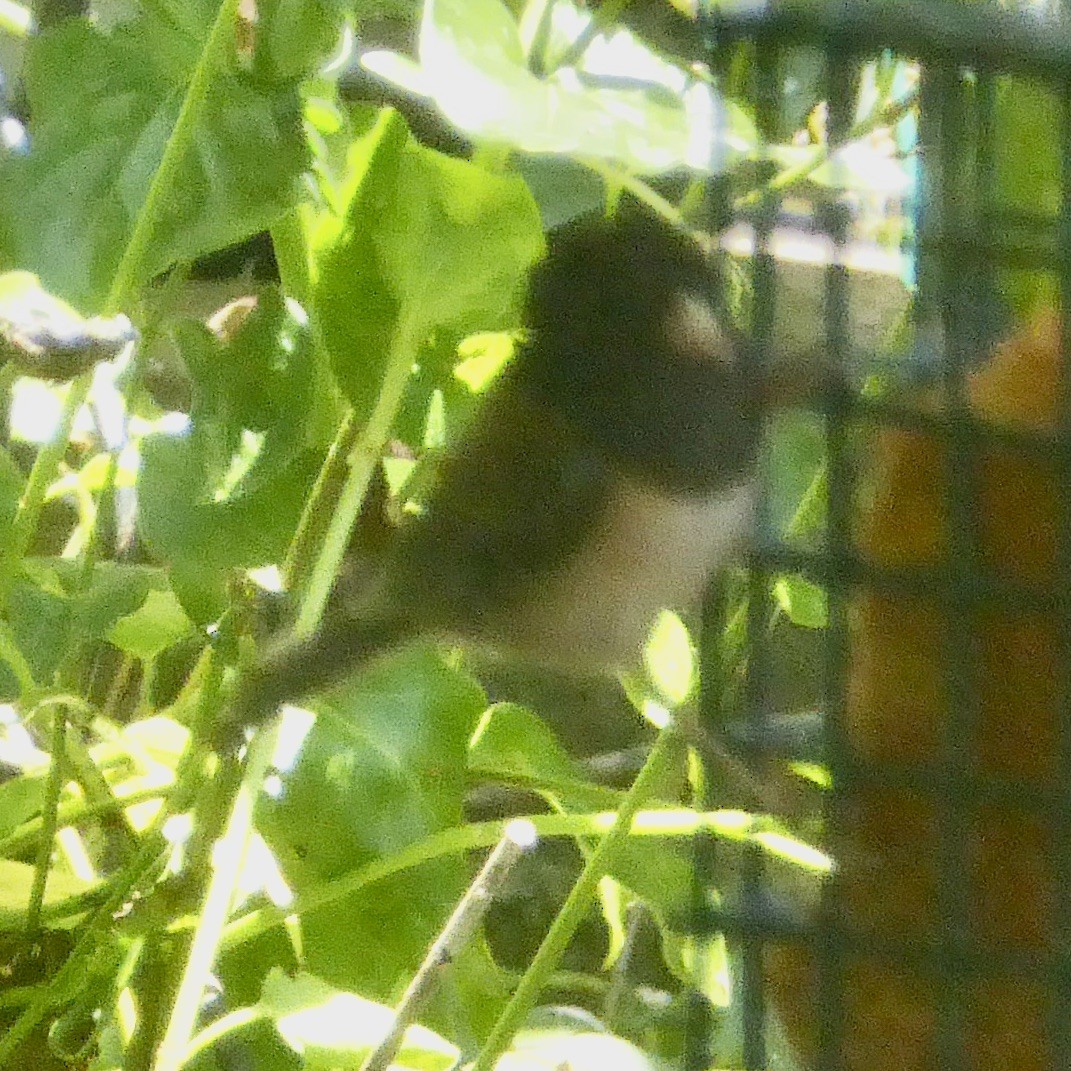 Dark-eyed Junco (Oregon) - ML620710789