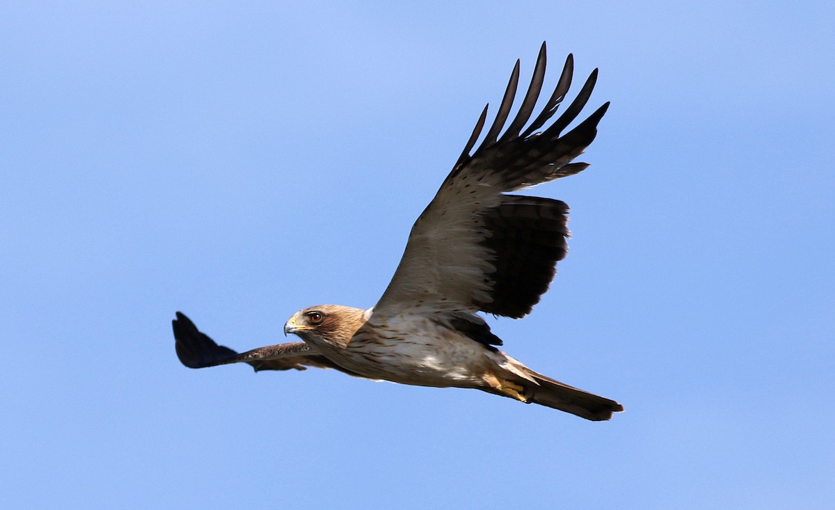 Águila Calzada - ML620710791