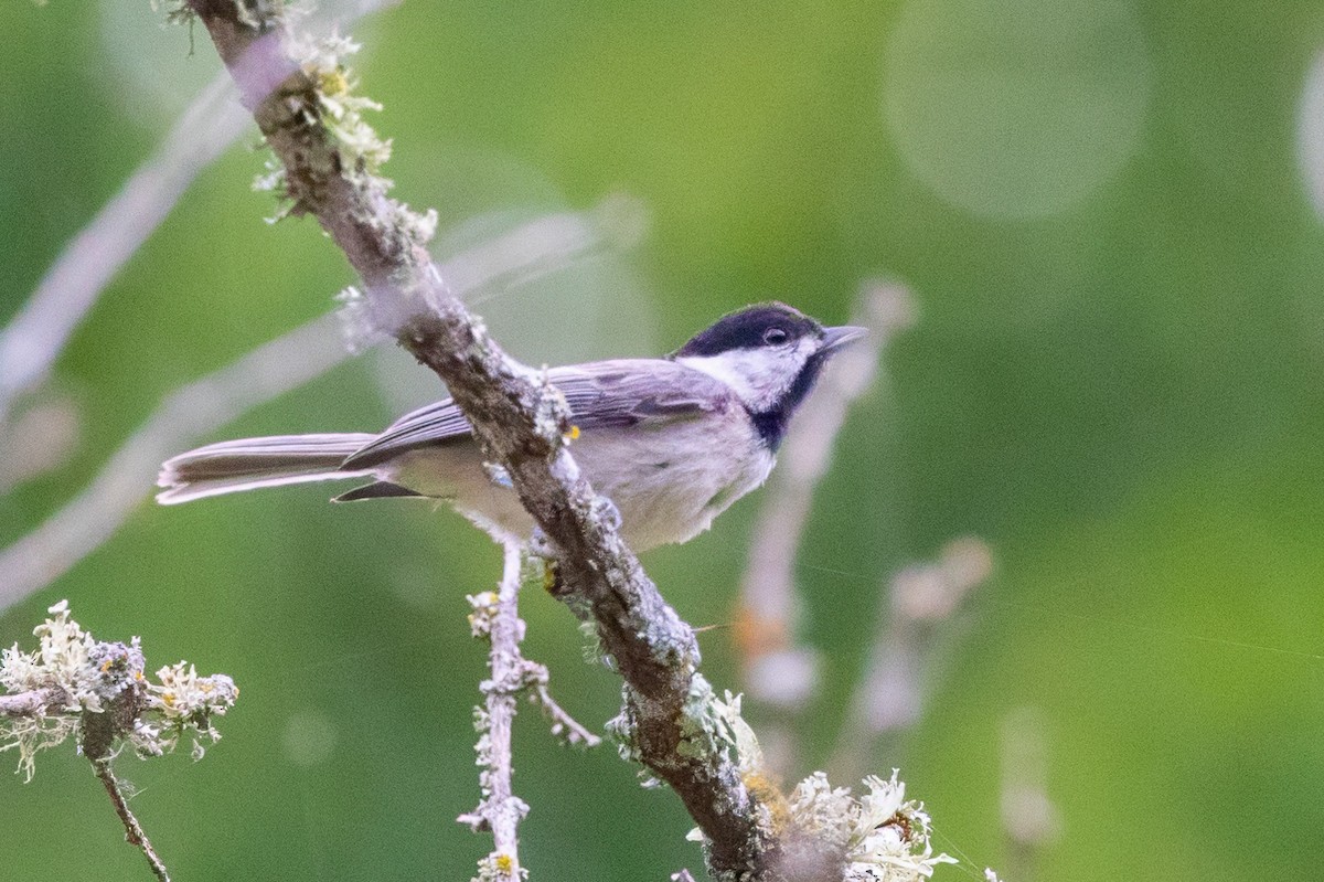 Carolina Chickadee - ML620710795