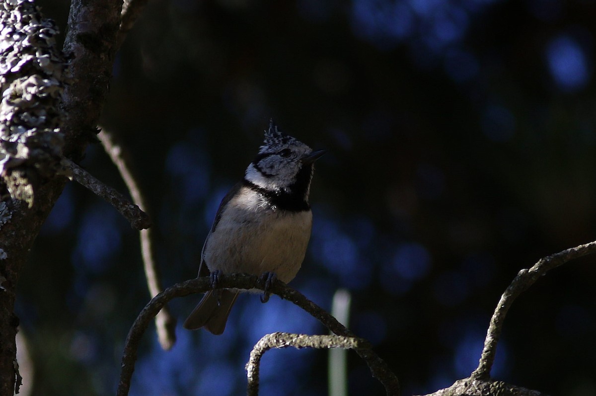 Crested Tit - ML620710796